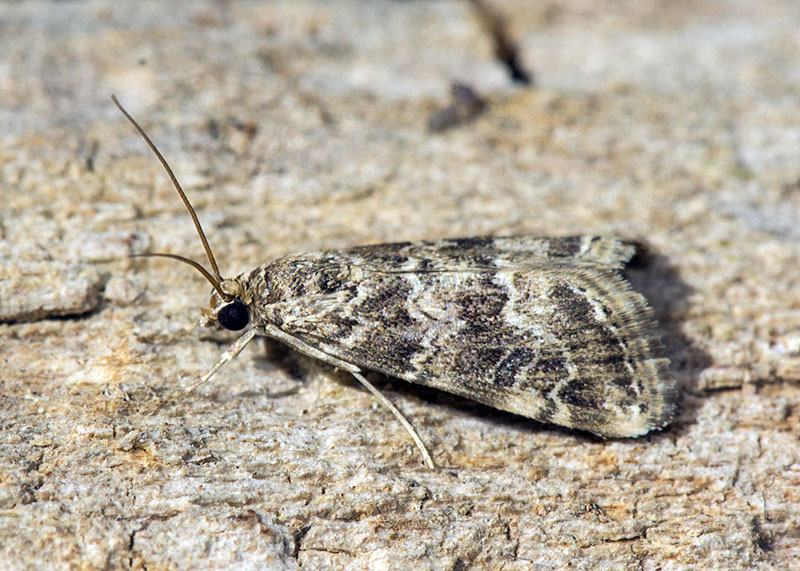 Da determinare. Hellula undalis - Crambidae